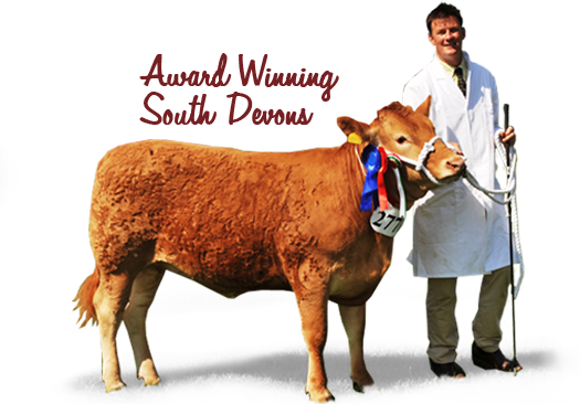 South Devons