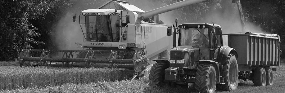 Here wheat is being harvested for the baking industry